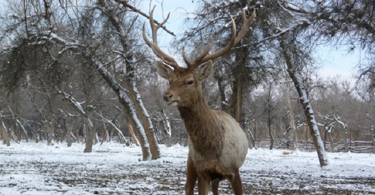 MoU on Bukhara Deer