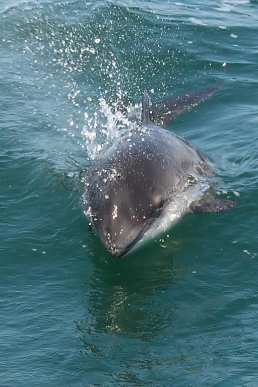 Harbor Porpoise - © Preben Toft
