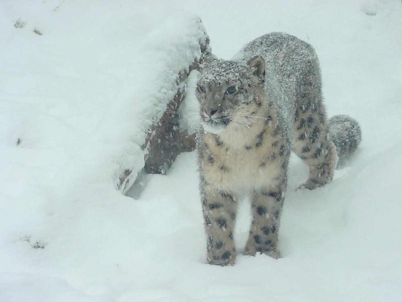 Snow Leopard in Central Asia - © Margaret White