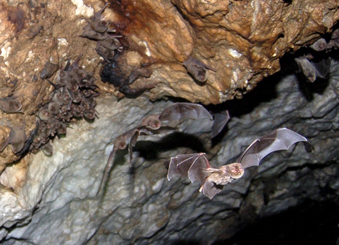 Schreiber's Bent-winged bats - © Andrey Ostapenko