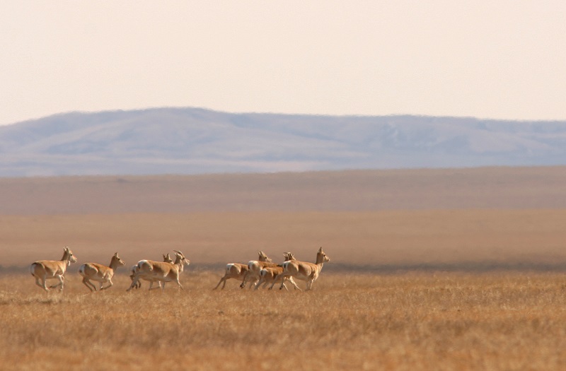 Mongolian Gazelles in Central Asia - © Thomas Mueller